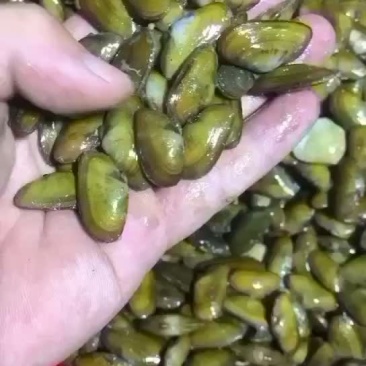 好货不等人