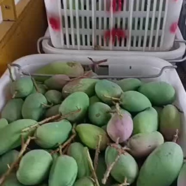 金煌芒小果