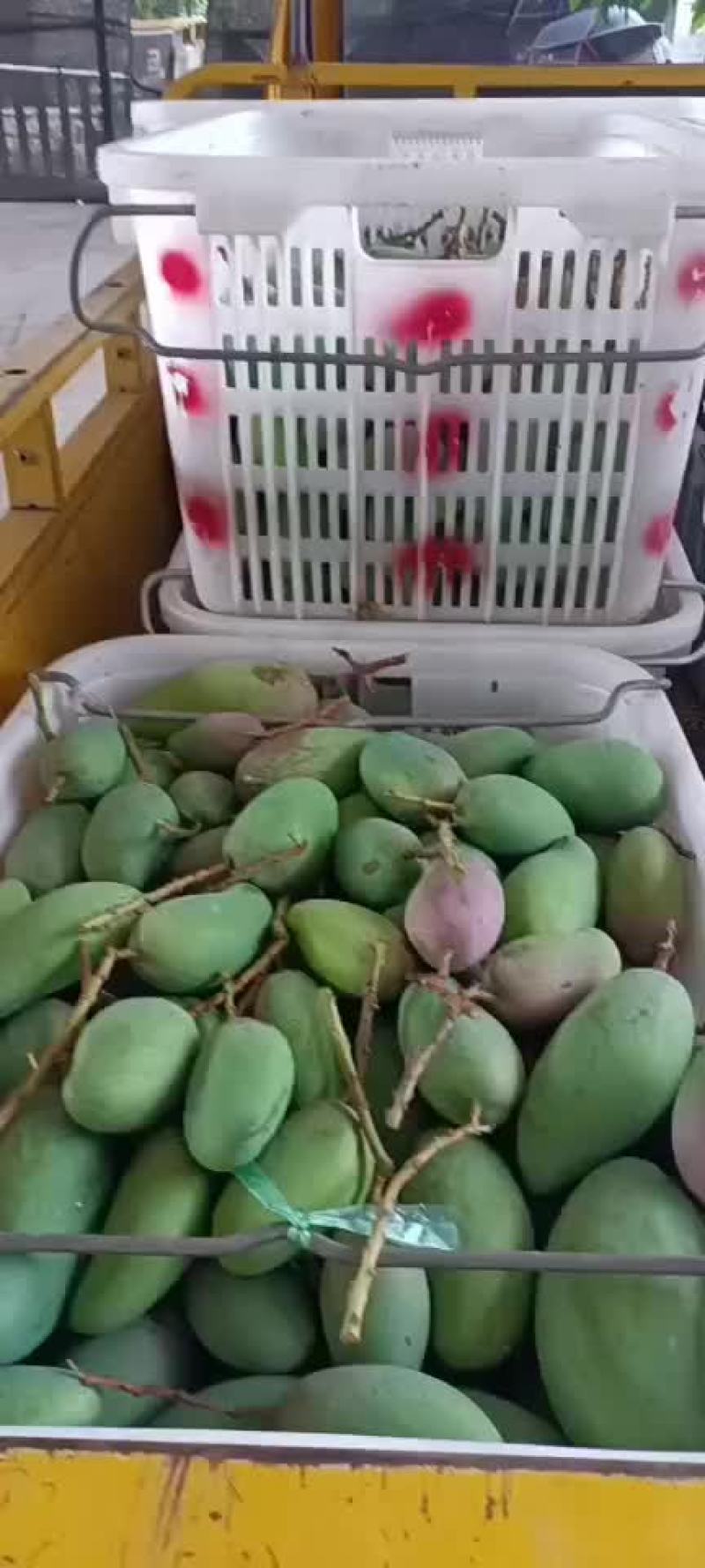 金煌芒小果