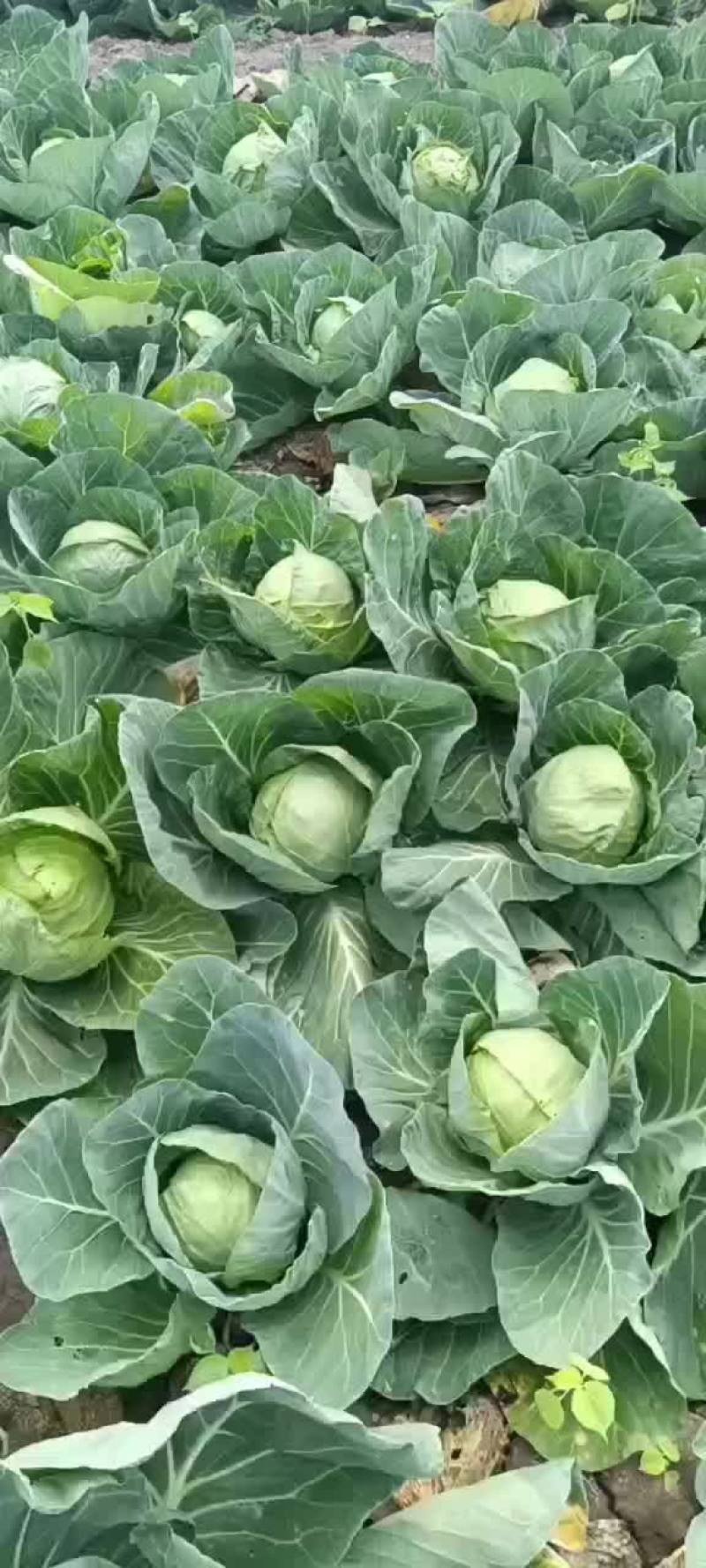 百亩甘蓝