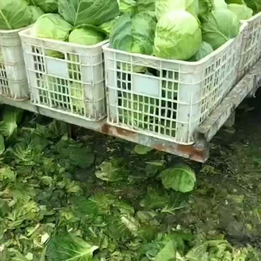 百亩甘蓝