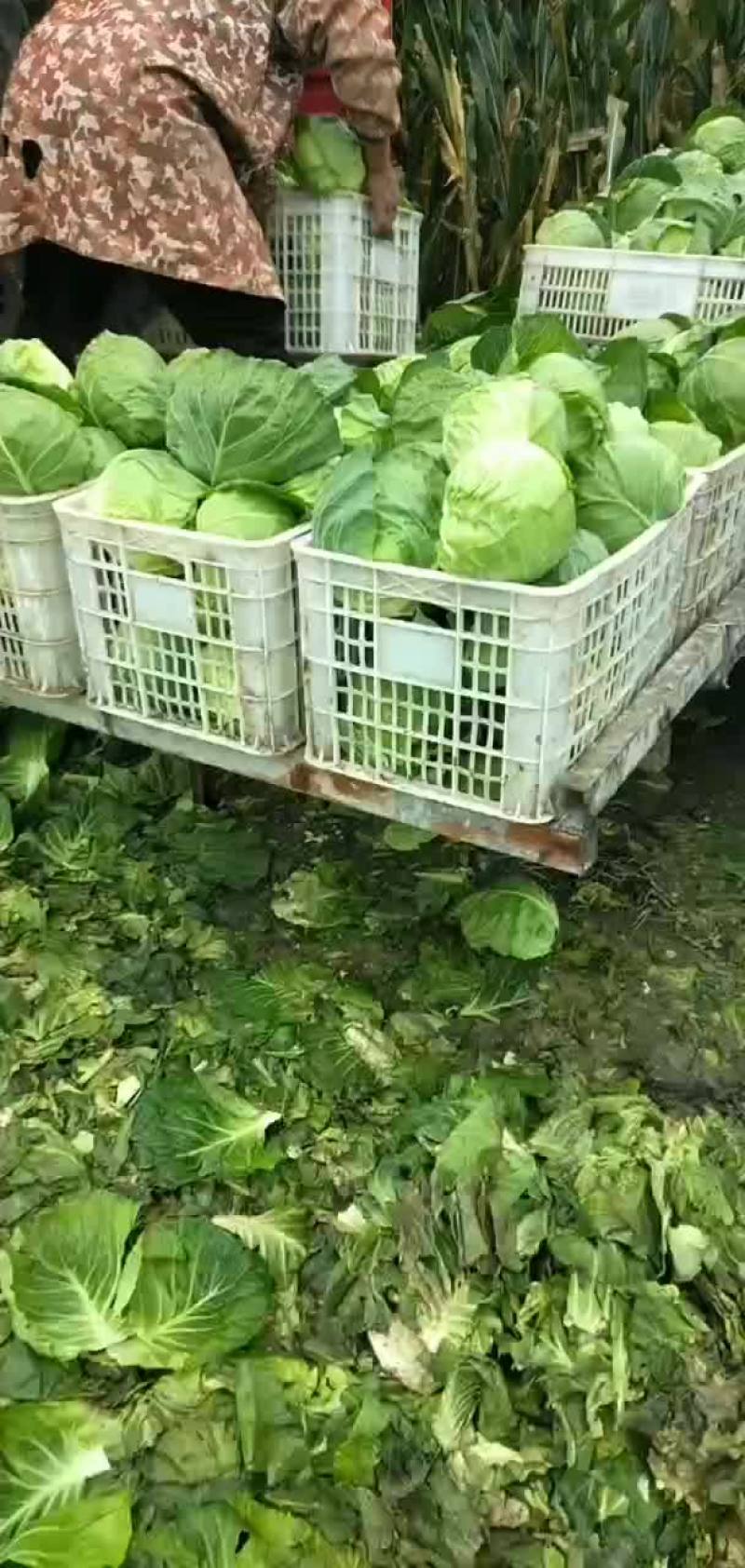 百亩甘蓝