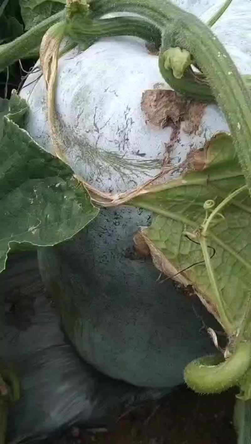 白皮冬瓜