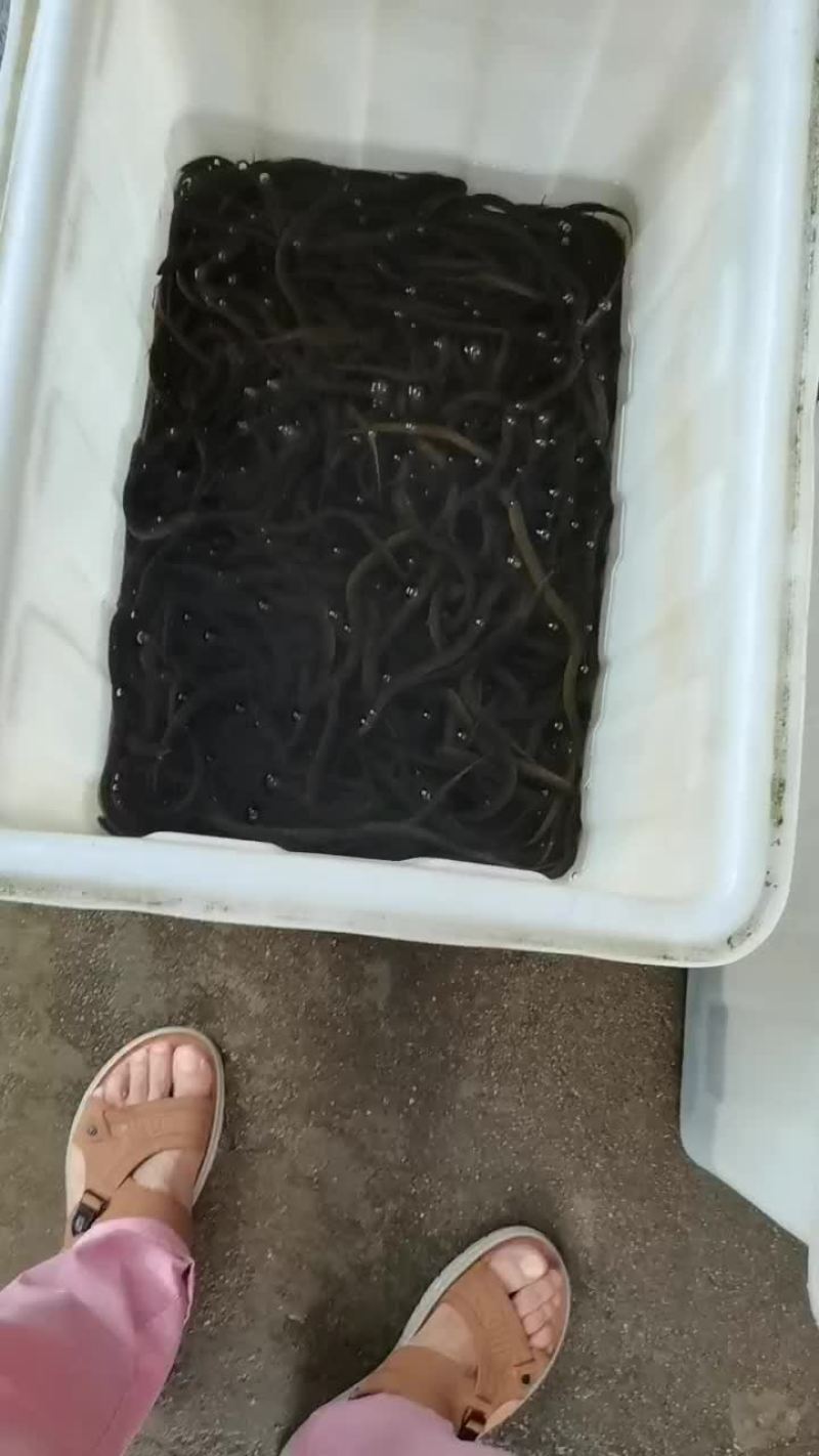 野生鳝鱼苗