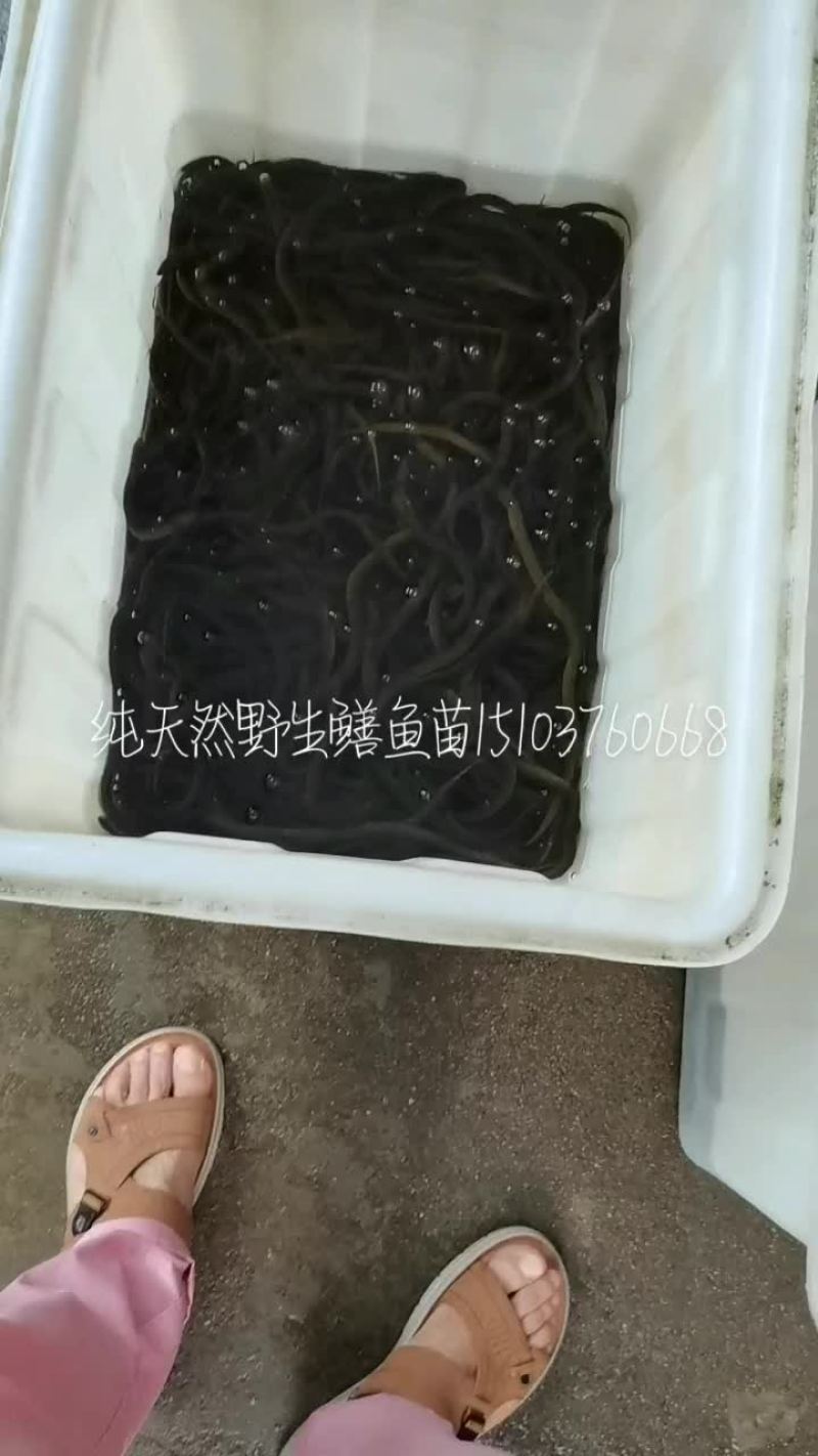 野生鳝鱼苗