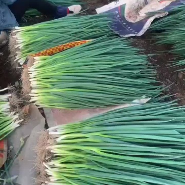 吉林香葱