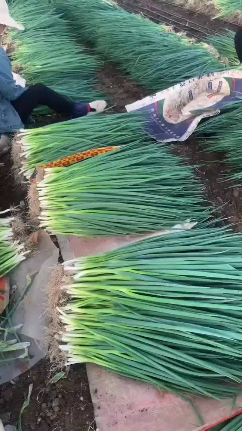 吉林香葱