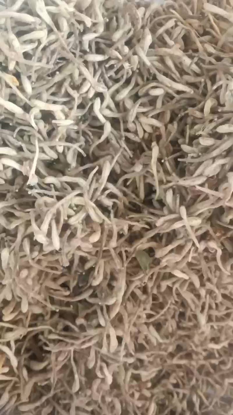 金银花干品自家种的自然凉干无公害没打农药