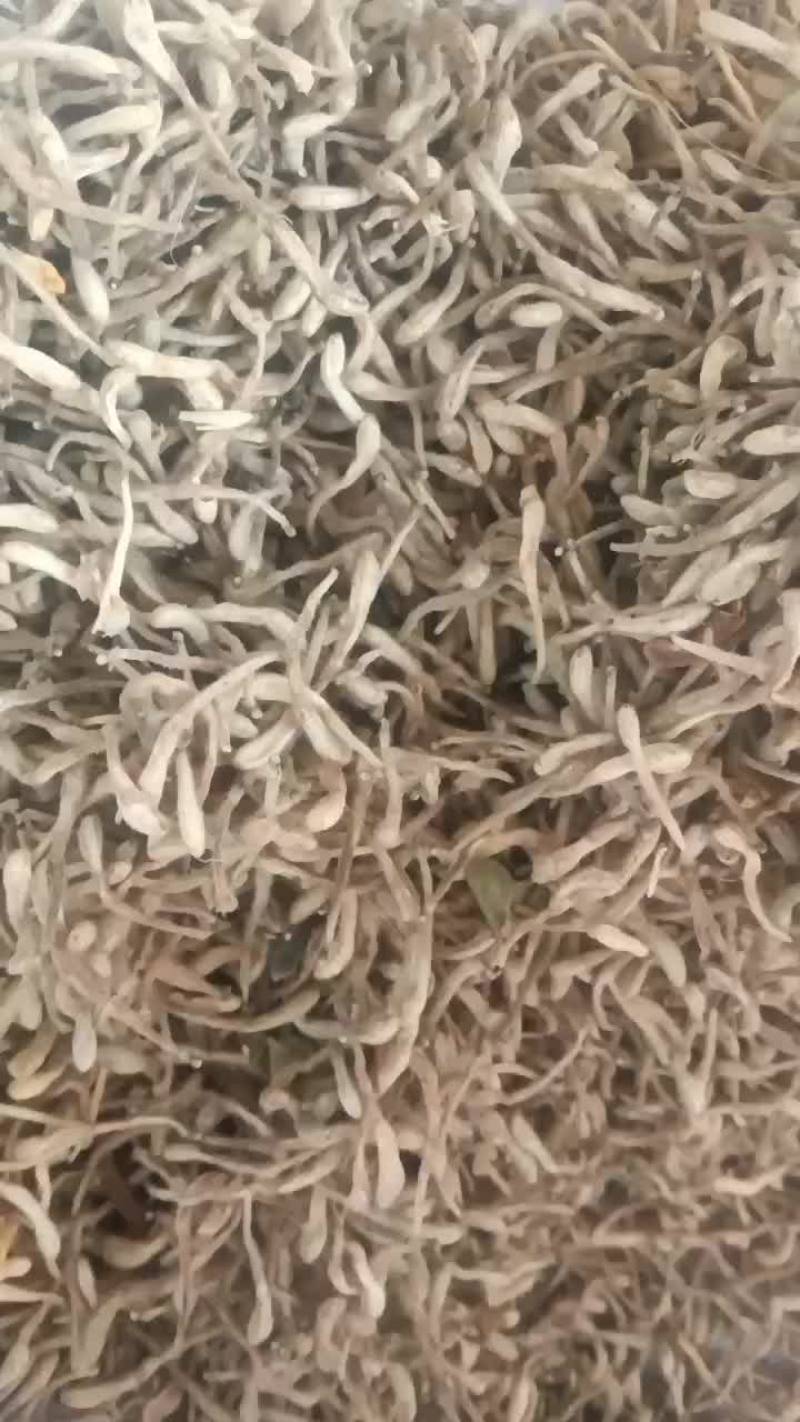 金银花干品自家种的自然凉干无公害没打农药