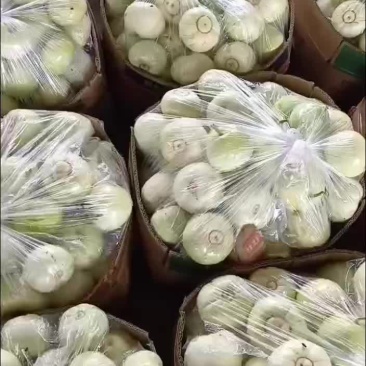 甜宝甜瓜天天现货，天天现卖