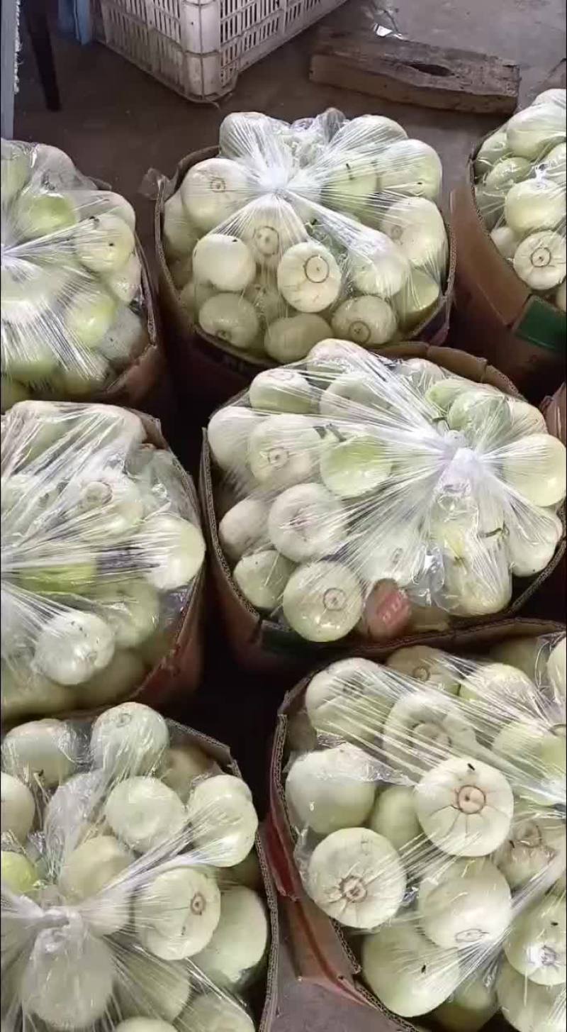 甜宝甜瓜天天现货，天天现卖
