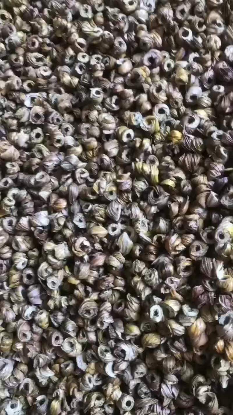 马鞭石斛