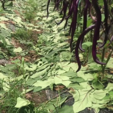 茄子，线茄，杭茄，紫线茄，