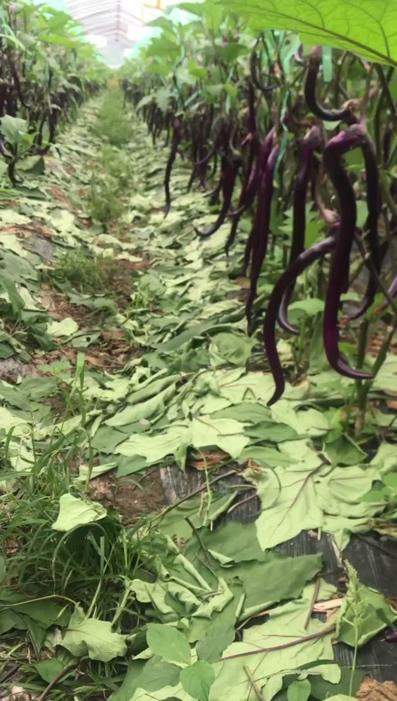 茄子，线茄，杭茄，紫线茄，