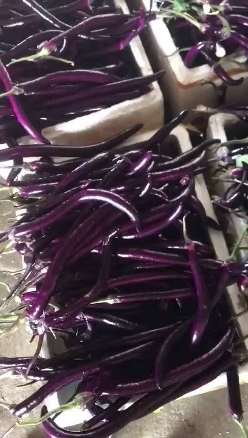 茄子，线茄，杭茄，紫线茄，