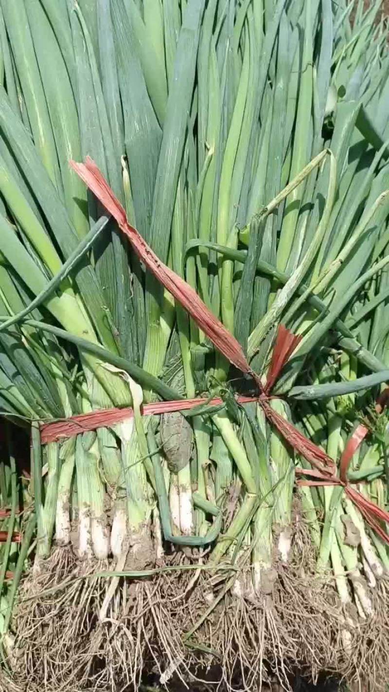 6月18号，麦茬葱苗大量上市了