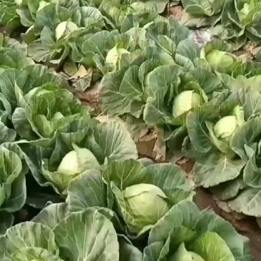 甘蓝