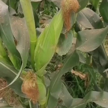 奶油白玉米