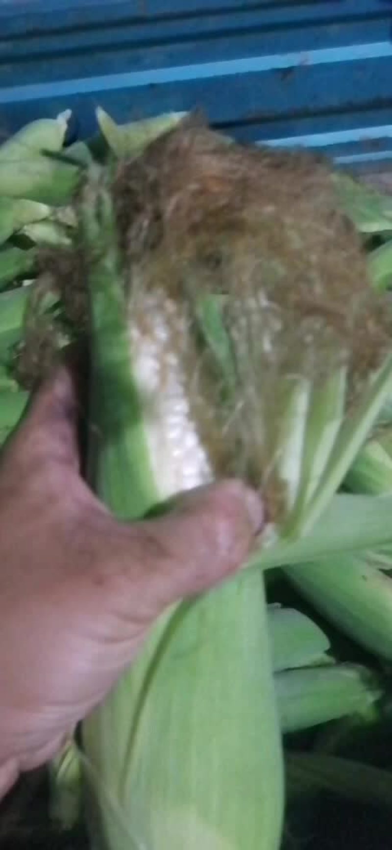 奶油白玉米