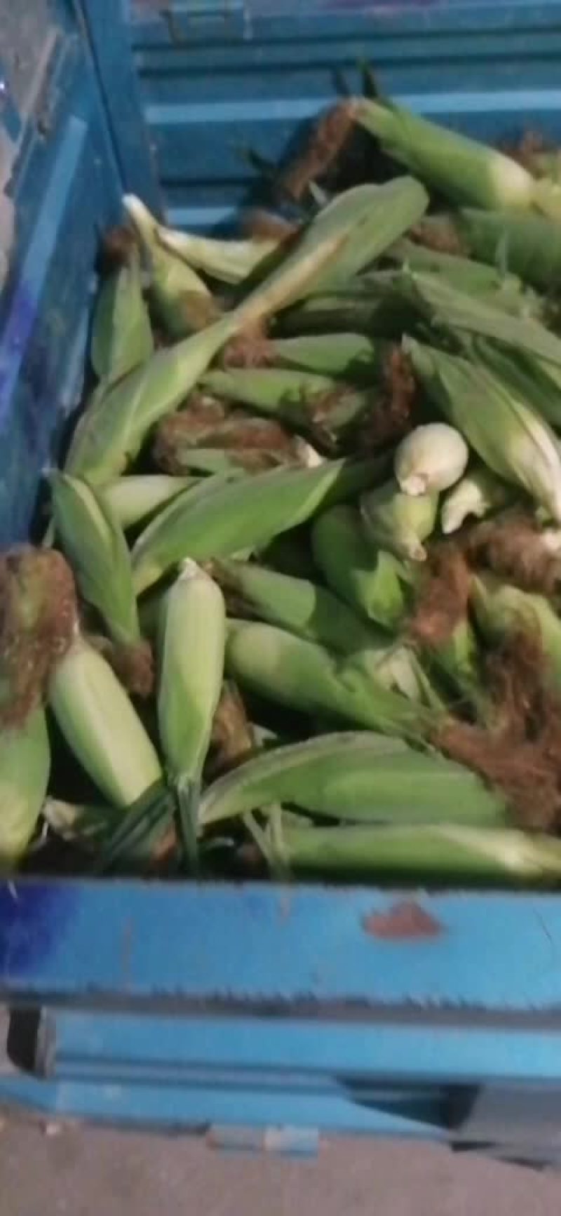 奶油白玉米