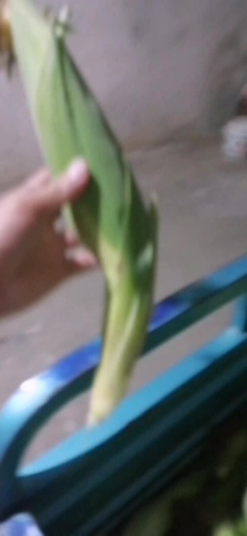 奶油白玉米