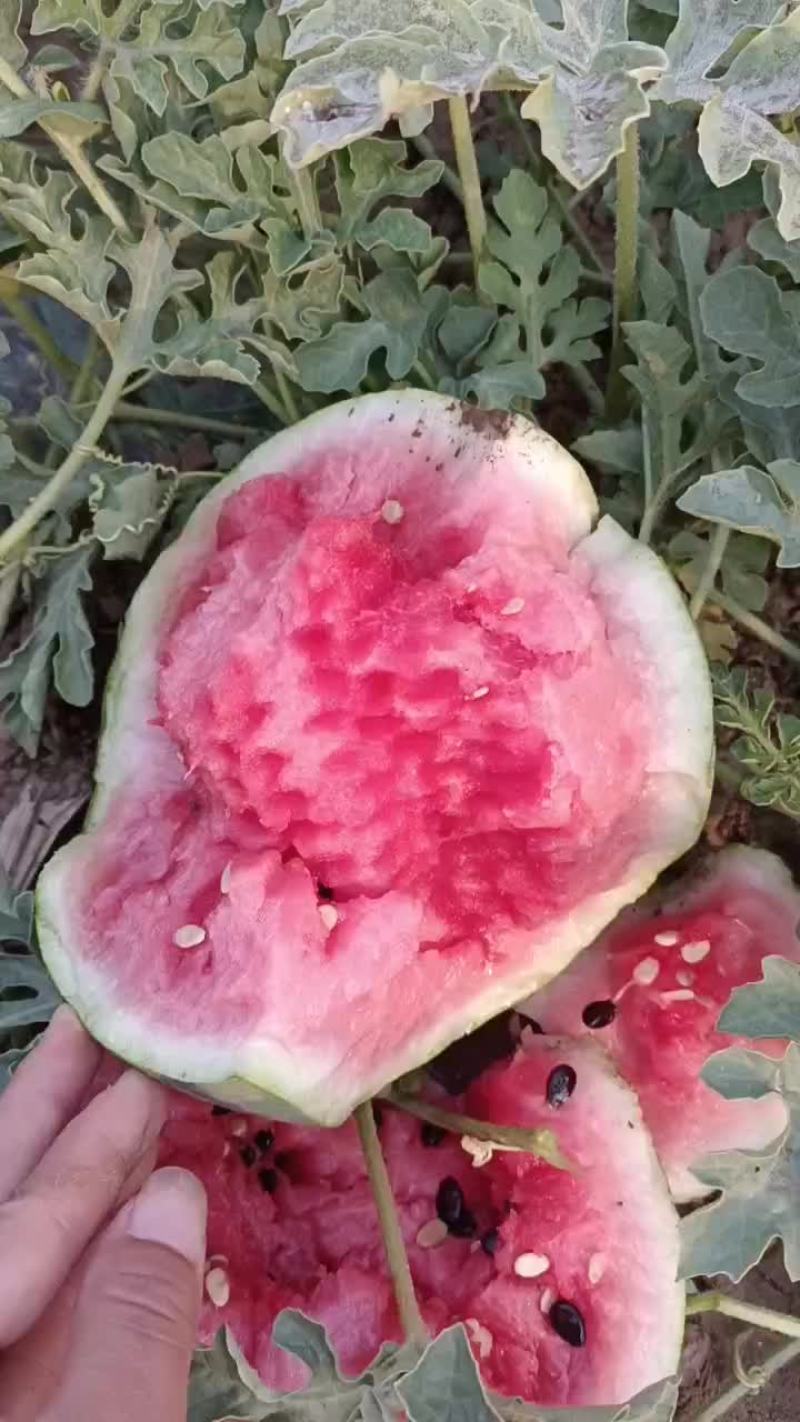 精心西瓜