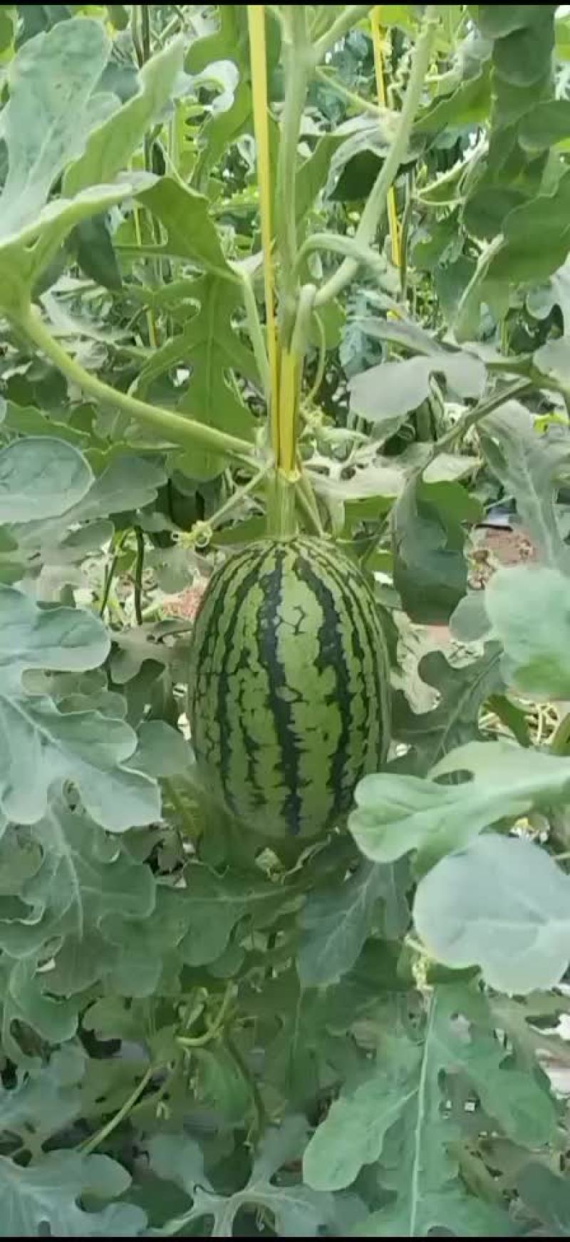 百万斤吊瓜上市了