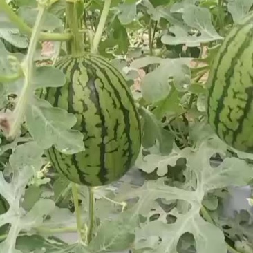 百万斤吊瓜上市了