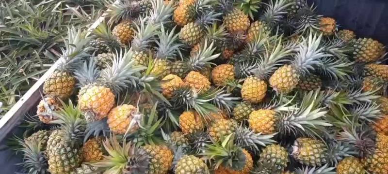 徐闻香水菠萝