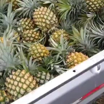 徐闻香水菠萝