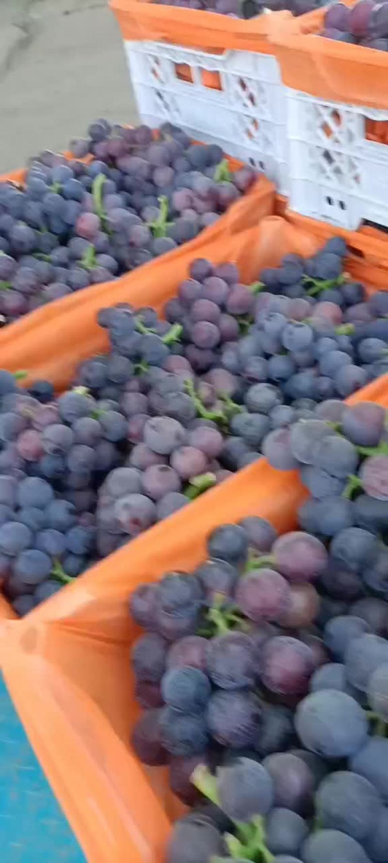 山东聊城产地藤稔葡萄开始上市大量供应中