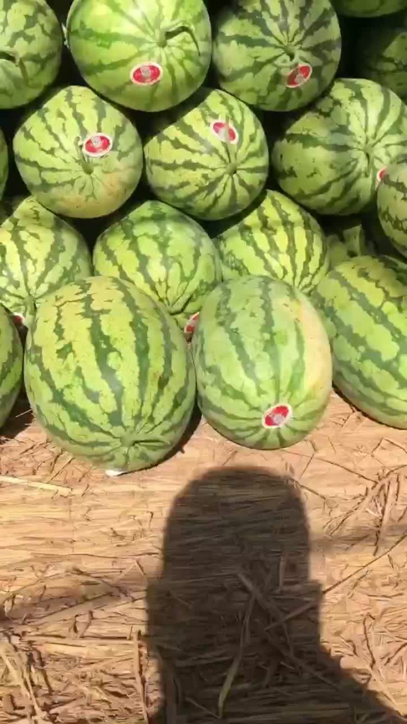 金城5号西瓜