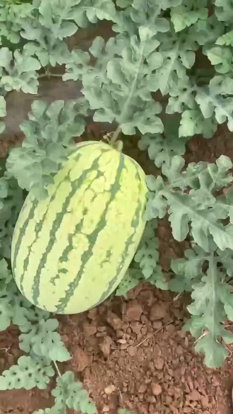金城5号西瓜