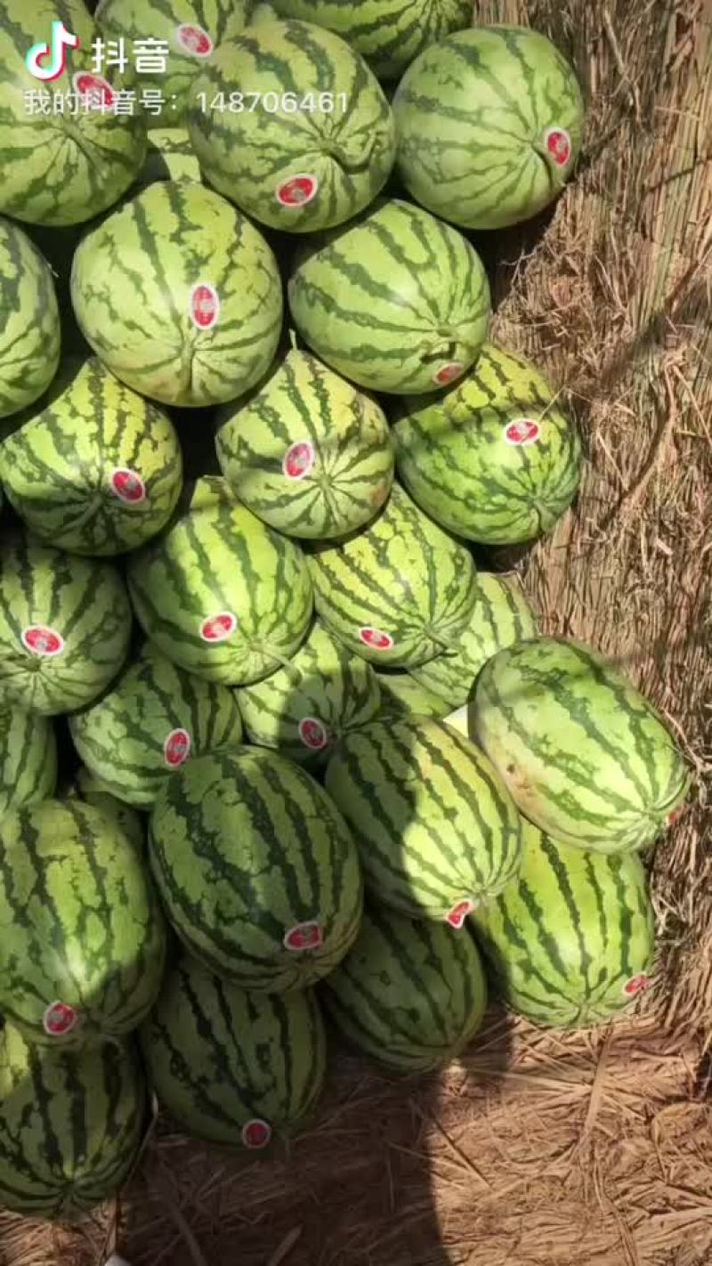 金城5号西瓜