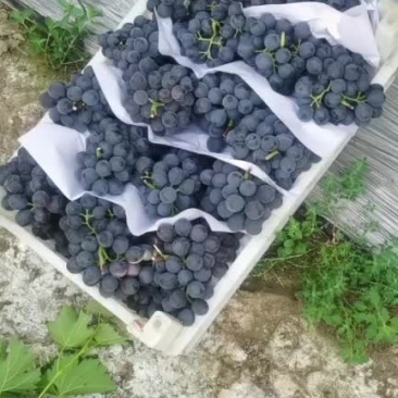 夏黑葡萄