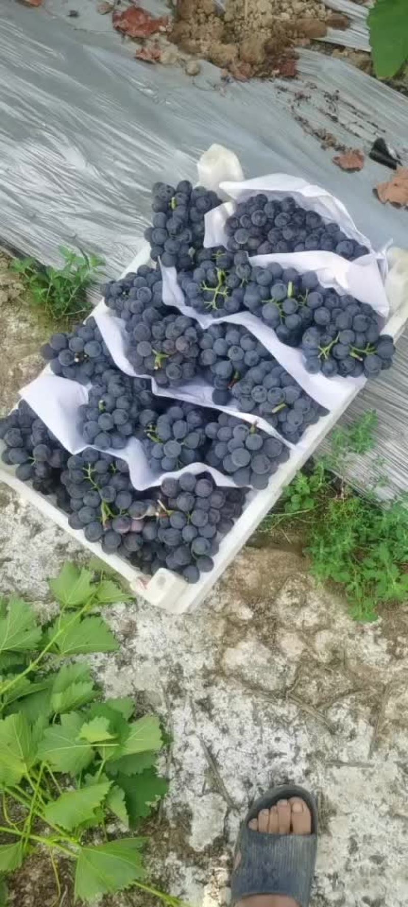 夏黑葡萄