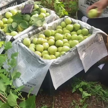 香白杏