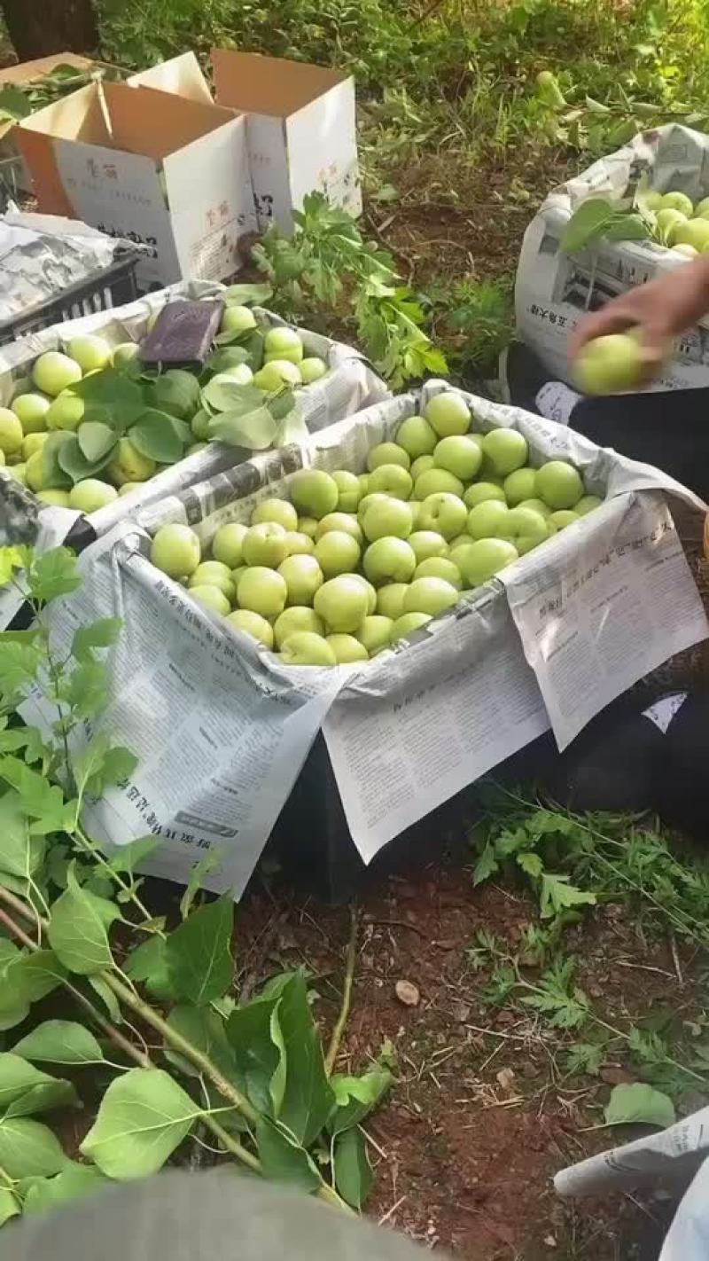 香白杏