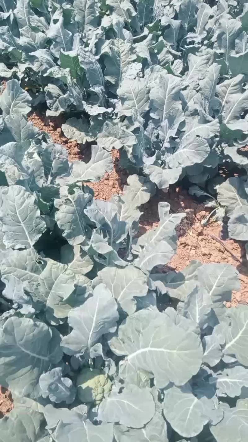西蓝花大量上市，需要精品的联系我