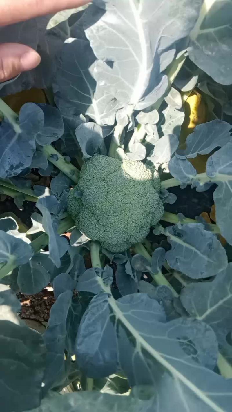 西蓝花大量上市，需要精品的联系我
