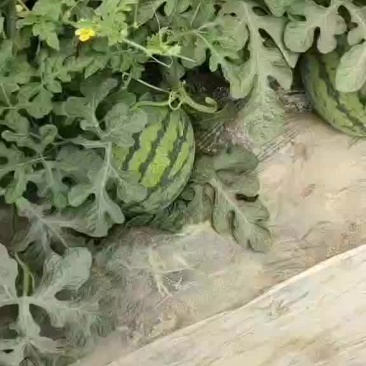 精品西瓜无籽美都西瓜产地直发代发全国欢迎来电咨询