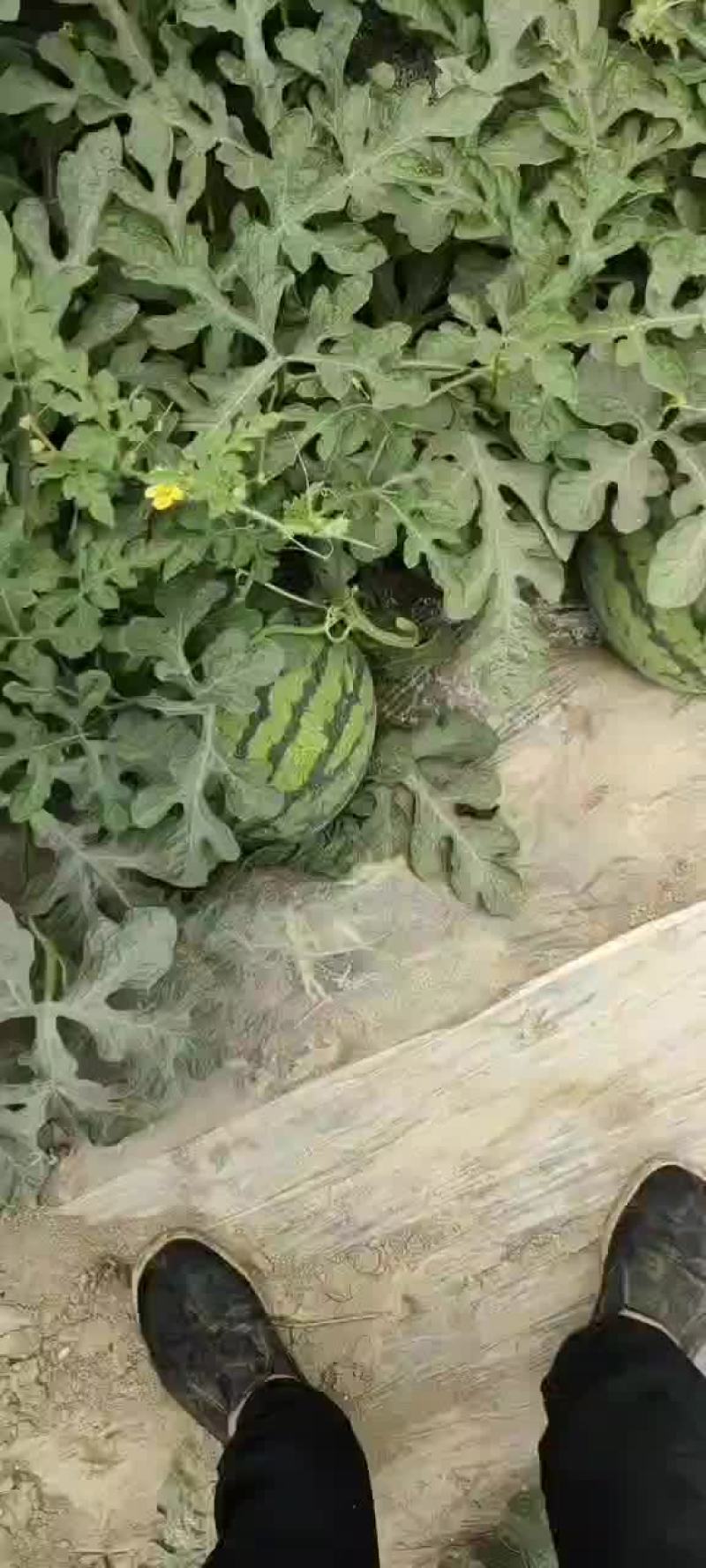 精品西瓜无籽美都西瓜产地直发代发全国欢迎来电咨询