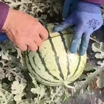 诚信代办