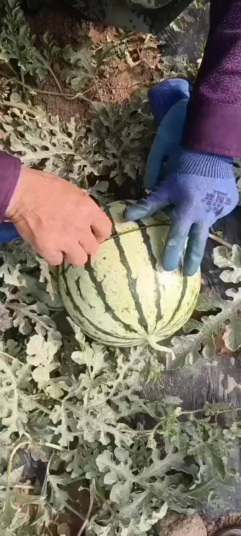 诚信代办