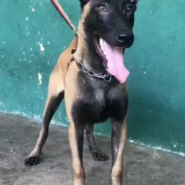马犬