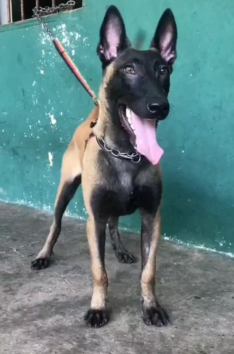马犬