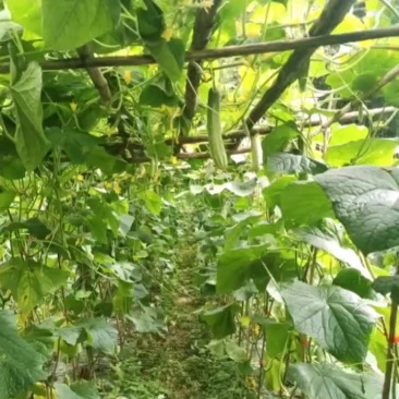 青黄瓜，白黄瓜，无茎豆，豇豆，茄子，等上市中