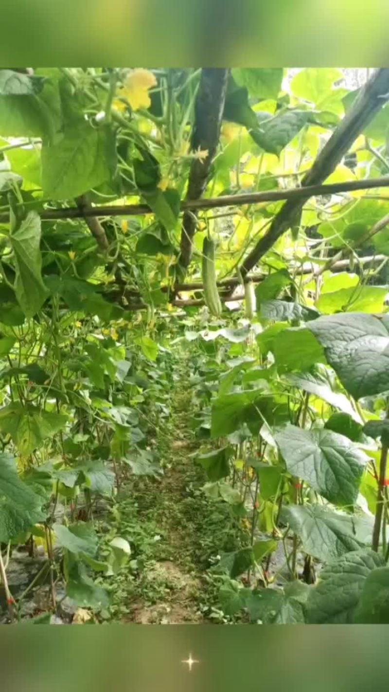 青黄瓜，白黄瓜，无茎豆，豇豆，茄子，等上市中