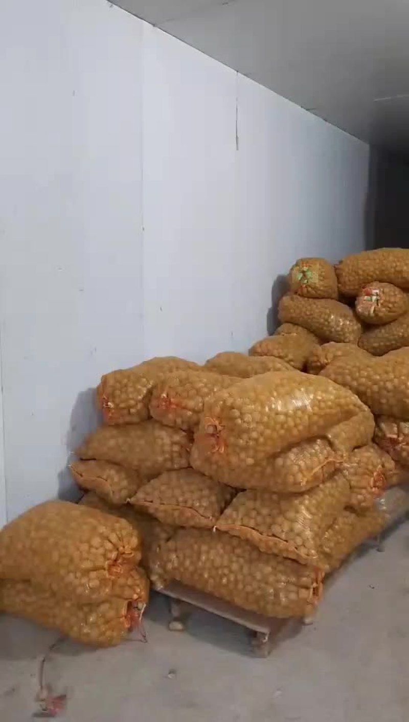 土豆
