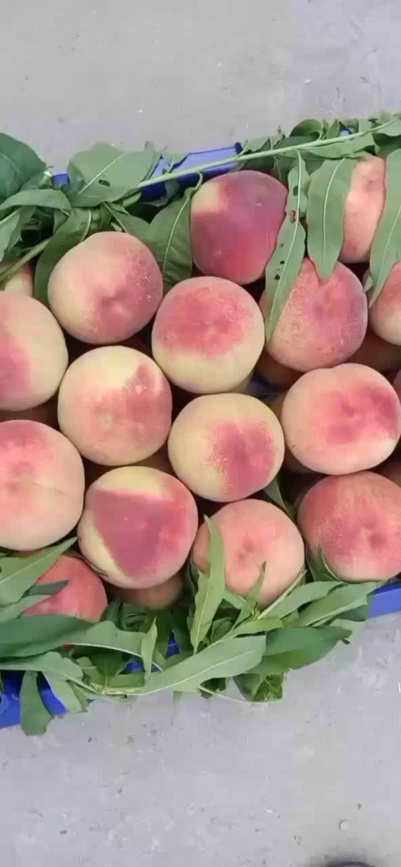突围桃子大量上市货源充足个头大口感甜
